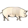 Schweinefutter