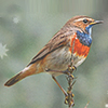 Vogelfutter